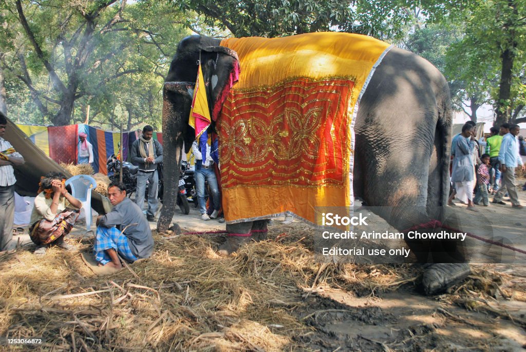 Sonpur Animal Fair Asias Largest Animal Fair Stock Photo - Download Image Now - Adult, Adults Only, Animal - iStock Sonpur Animal Fair Asias Largest Animal Fair Stock Photo - Download Image Now - Adult, Adults Only, Animal - iStock