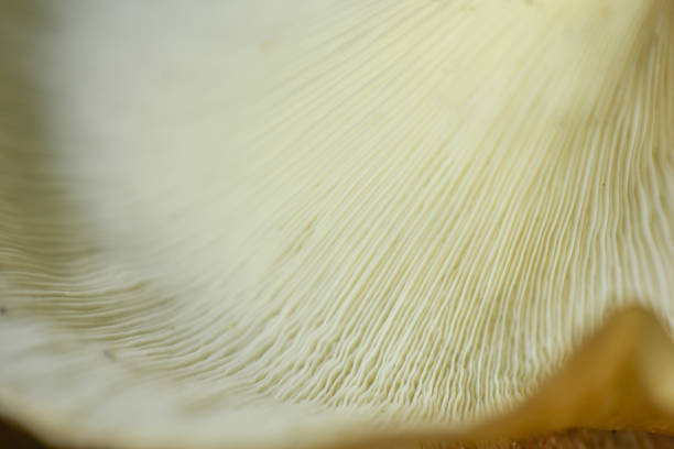 oyster mushroom skin texture. HD Image and Large Resolution. can be used as background and wallpaper. web banners consepts. real zise