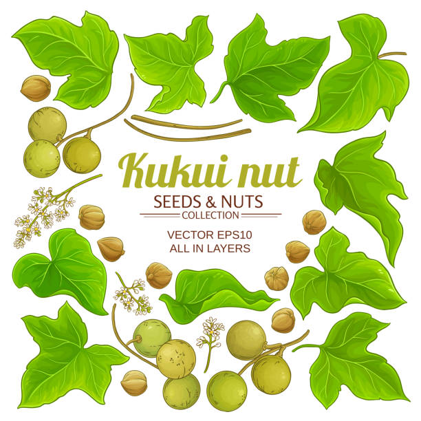 kukui elements set kukui elements set on white background protein food background stock illustrations