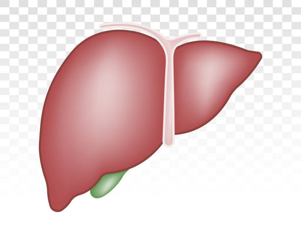 Human liver anatomy flat vector icons for apps and websites Human liver anatomy flat vector icons for apps and websites metabolism illustrations stock illustrations