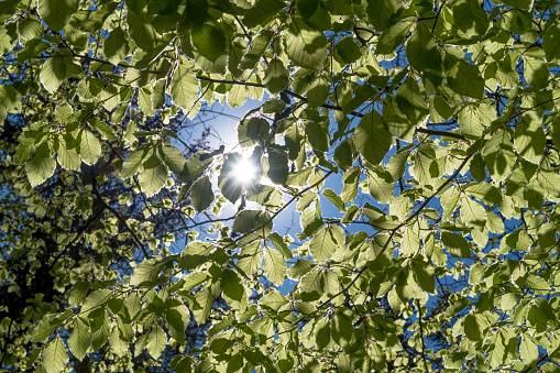 Bright Sun Shines Through Green Leaves Of A Beech Tree