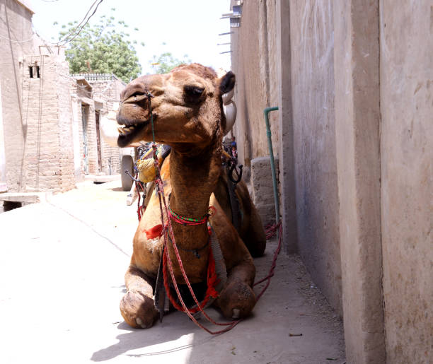 istock Single hump camel sitting in the street 1253068684
