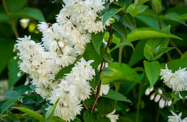 Beautiful flowering white Fuzzy Deutzia, Deutzia scabra in summer garden. White flowers deutzia crenata or Japanese snow flower in landscaped ornamental garden. Flower landscape for nature wallpaper Beautiful flowering white Fuzzy Deutzia, Deutzia scabra in summer garden. White flowers deutzia crenata or Japanese snow flower in landscaped ornamental garden. Flower landscape for nature wallpaper double flower stock pictures, royalty-free photos & images