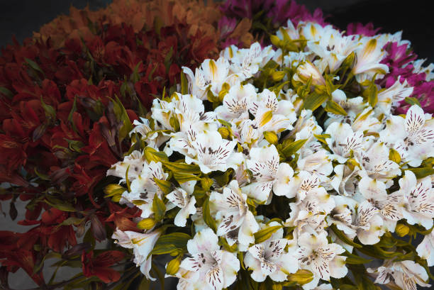 istock Bouquets of spring flowers 1253070352