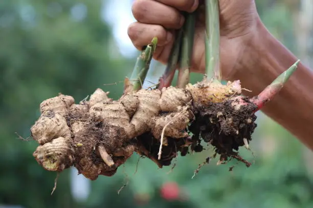 Fresh ginger which is pulled out from the ground along with the plant held in hand