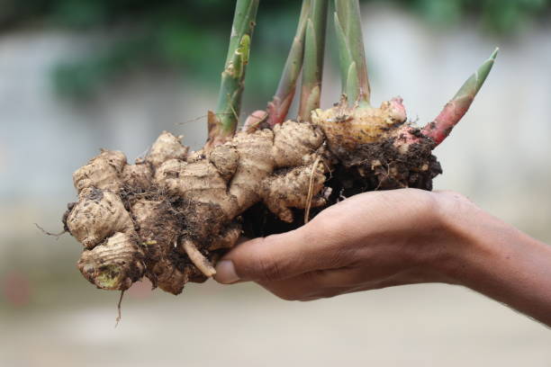 istock Ginger which is fresh pulled out from soil along with plant held in hand 1253070569