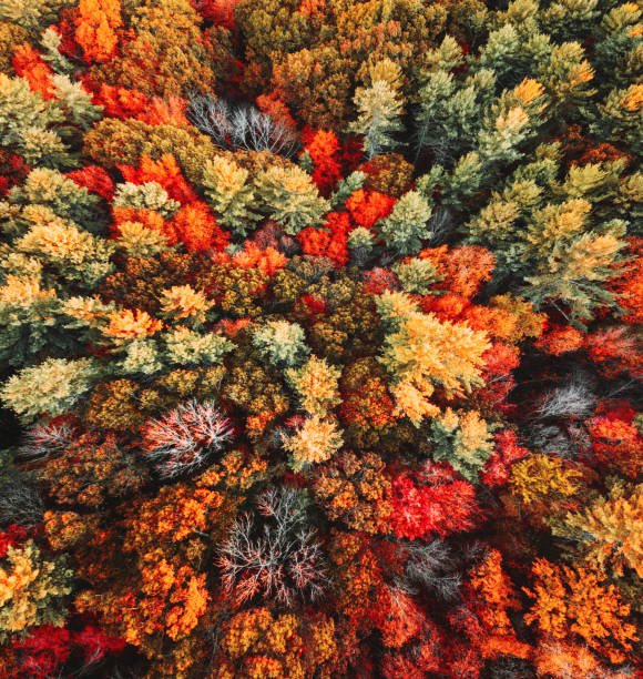 autumnal tree aerial view - trees in fall imagens e fotografias de stock