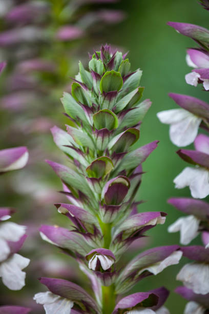 Acanthus spinosus flowers in summer time, Spain