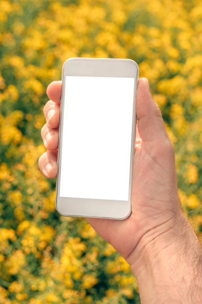 istock Farmer with smartphone mock up screen in rapeseed field 1253072962