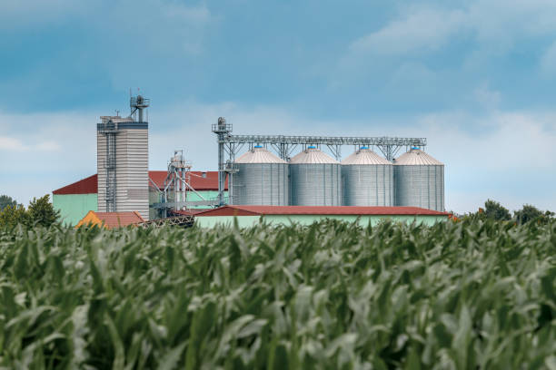 istock Grain storage silos in cultivated corn maize field 1253073023