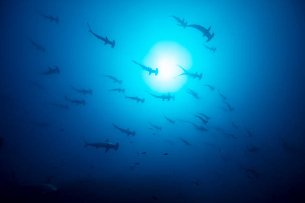 underwater photography