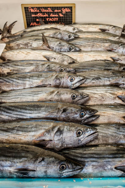 skipjack for sale in the fish market bonito in ice skipjack stock pictures, royalty-free photos & images