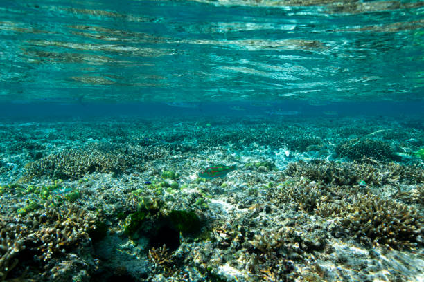 belle mer de saipan - îles mariannes du nord photos et images de collection