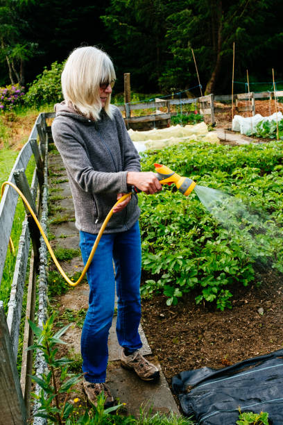 istock Watering the vegetable garden 1253076124