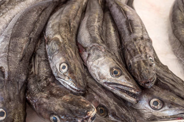 nasello presentato nel ghiaccio sul mercato del pesce - catch of fish healthy eating hake food foto e immagini stock