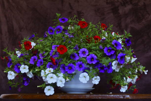 Beautiful background with colourful seaside petunia, calibrachoa parviflora