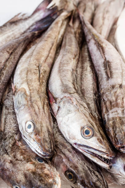 nasello presentato nel ghiaccio sul mercato del pesce - catch of fish healthy eating hake food foto e immagini stock