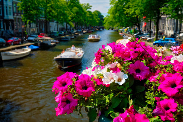 Amsterdam canal with passing boats view over flowers on the bridge. Focus on flowers. Amsterdam, Netherlands