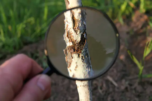 bark of a young fruit tree with traces of damage under a magnifying glass