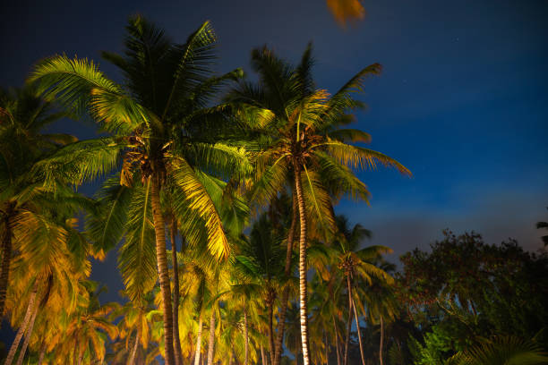 Tropical Night Sky, Coconut palm trees and stars