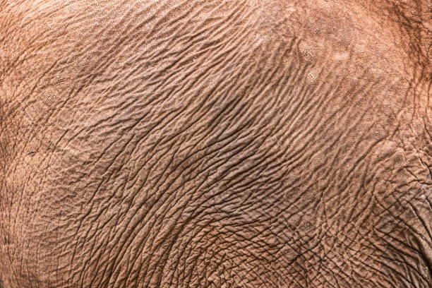 istock Texture of African elephant skin. Elephant skin background pattern 1253078761