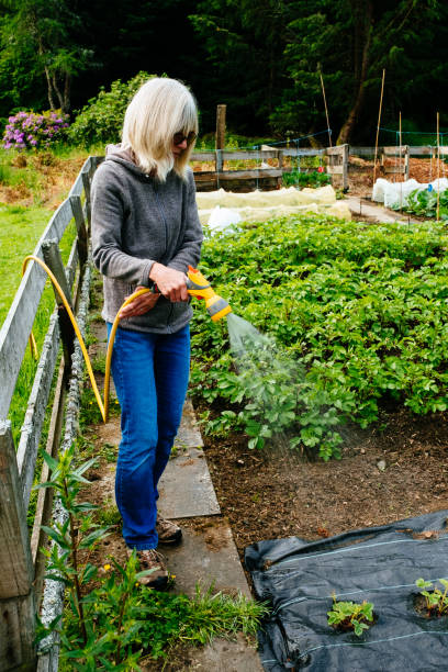 istock Watering the vegetable garden 1253078923