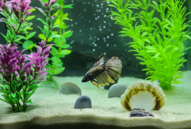 siamese fighting fish in the aquarium stock photo