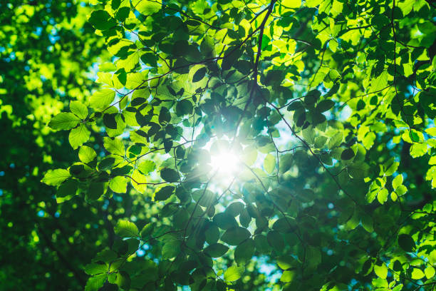 istock Shining sun  through a fresh green leaves of the maple tree in spring time 1253079114