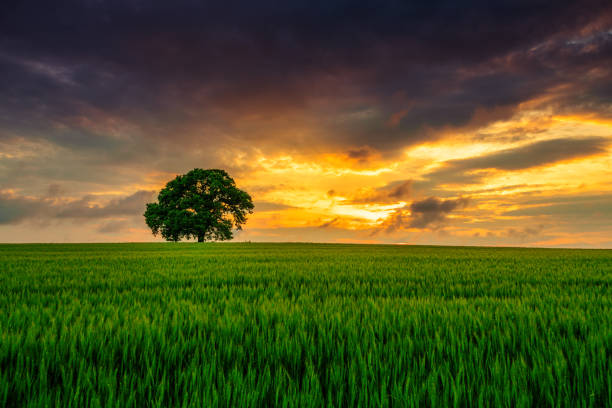 istock Tree in the field and dramatic clouds in the sky 1253079124