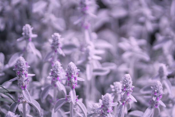 Byzantine stachis gently lilac flowers close-up. Background.