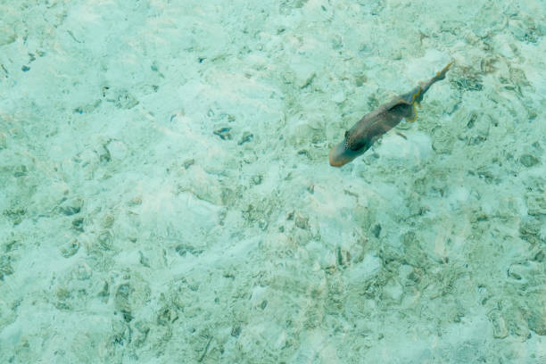 les poissons nagent dans l’eau claire dans la mer, muldeives. - resound photos et images de collection