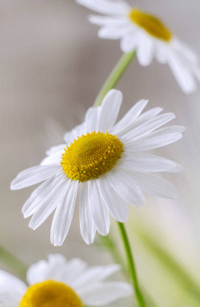 istock summer card with camomile and blurry background 1253079817