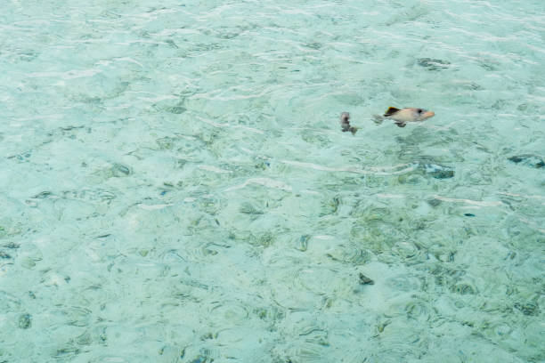 les poissons nagent dans l’eau claire dans la mer, muldeives. - resound photos et images de collection