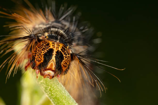 Orange and black Caterpillar of the Gypsy Moth (Lymantria dispar) with big spines on a green leaf stock photo