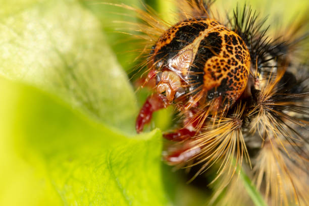 Orange and black Caterpillar of the Gypsy Moth (Lymantria dispar) with big spines on a green leaf stock photo