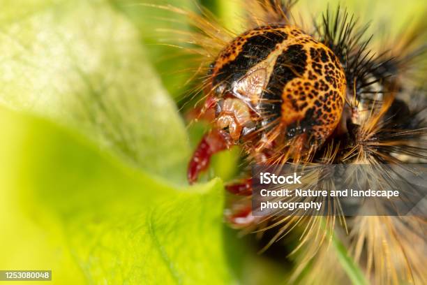Orange And Black Caterpillar Of The Gypsy Moth With Big Spines On A Green Leaf Stock Photo - Download Image Now