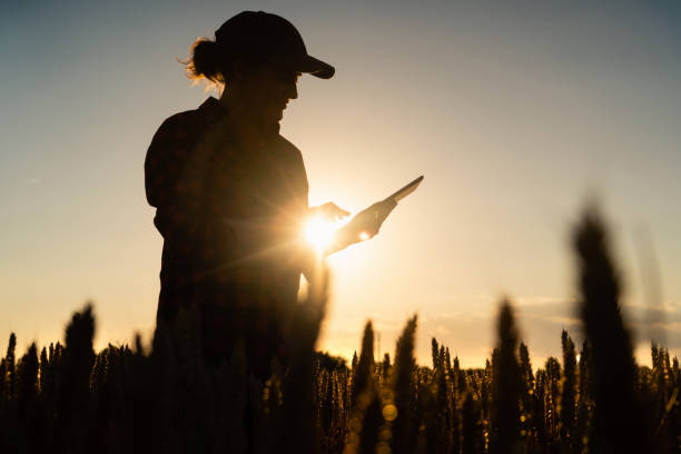 istock Silhouette of a woman farmer 1253080236