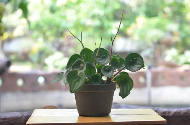 Photo of Watermelon peperomia plantlet on a brown table against blurred farm background