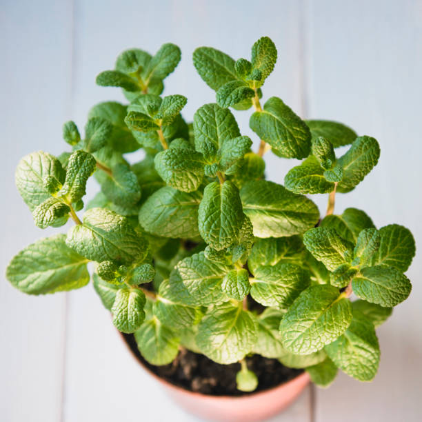istock Fresh Mint in the pot plant 1253081246
