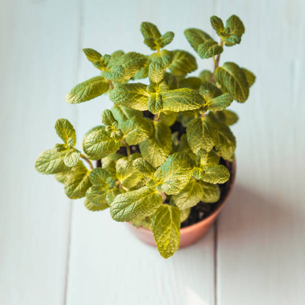 istock Fresh Mint in the pot plant 1253081251