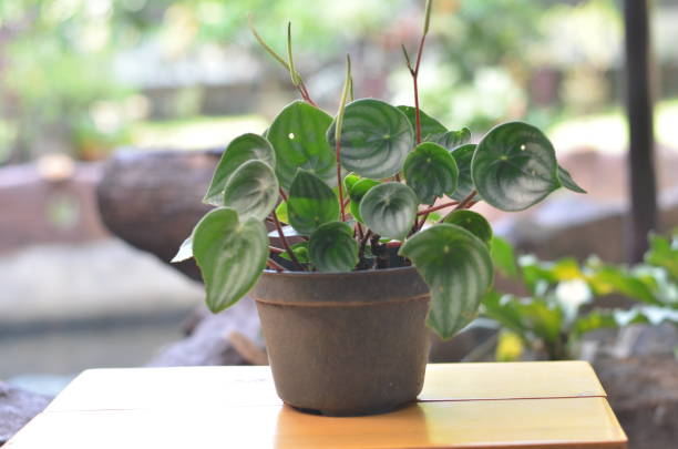 Watermelon peperomia plantlet on a brown table against blurred farm background Watermelon peperomia plantlet on a brown table against blurred farm background plantlet stock pictures, royalty-free photos & images