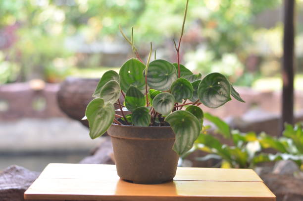 Watermelon peperomia plantlet on a brown table against blurred farm background Watermelon peperomia plantlet on a brown table against blurred farm background plantlet stock pictures, royalty-free photos & images