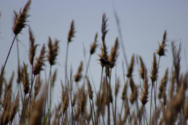 istock Birdie at reeds 1253084788