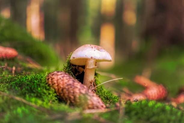 istock Mushrooms in autumn 1253084987