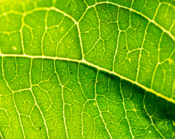 istock Bright green plant leaf closeup 1253086054