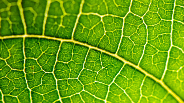macro de plan rapproché de la feuille de plante avec des veines - chlorophyll photos et images de collection
