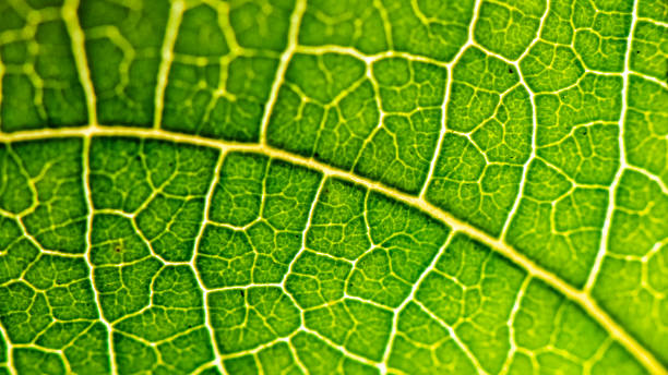istock Closeup macro of plant leaf with veins 1253086061