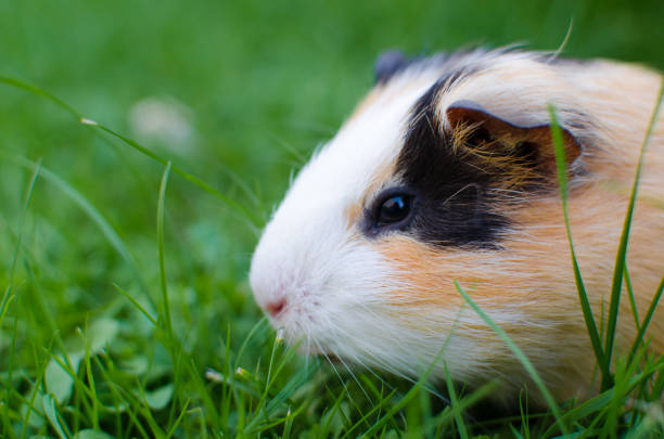 istock Grazing guinea pig on grass on a beautiful sunny spring day 1253086229