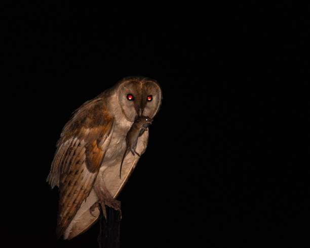 Beautiful owl with his meal