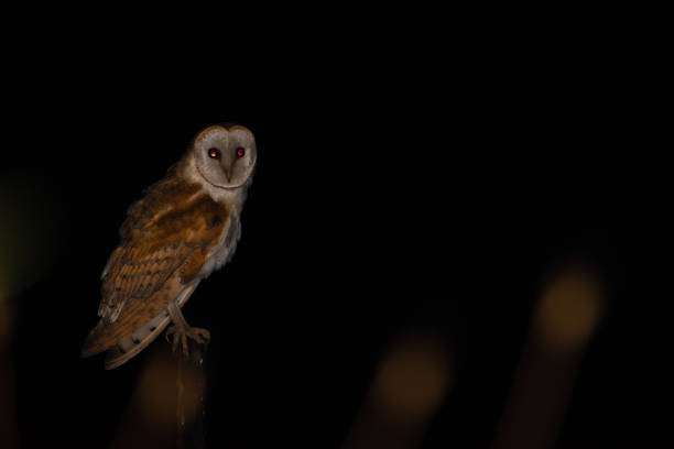 istock Beautiful owl at night 1253086987